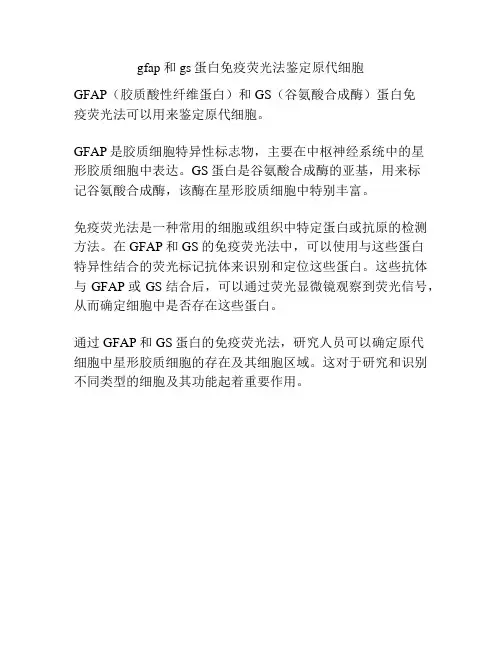 gfap和gs蛋白免疫荧光法鉴定原代细胞
