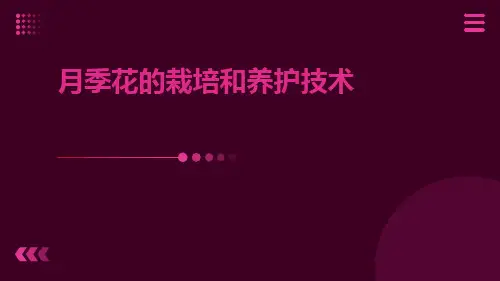月季花的栽培和养护技术