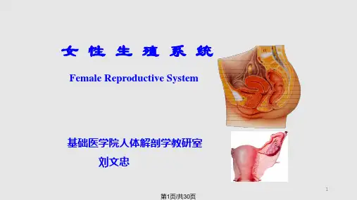 人体解剖学女性生殖系统PPT课件