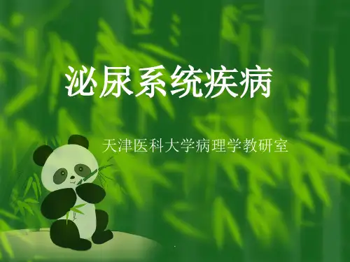 泌尿系统疾病ppt