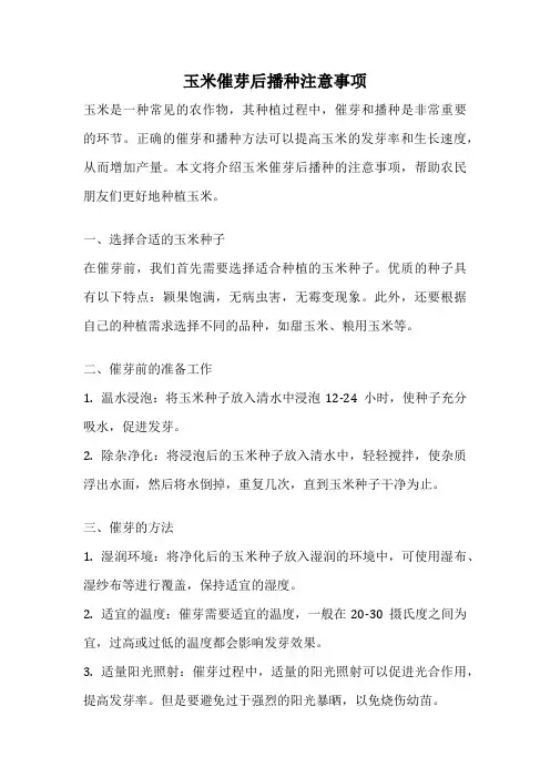 玉米催芽后播种注意事项