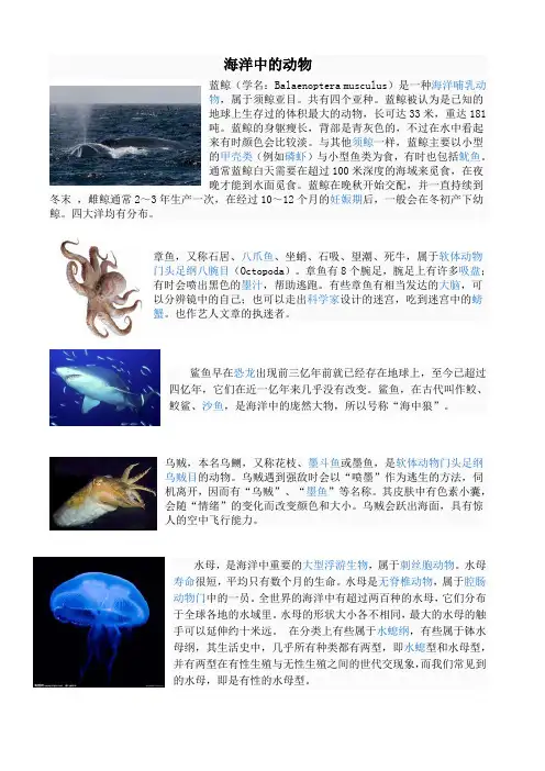 海洋中的动物
