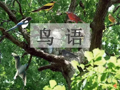 15 鸟语
