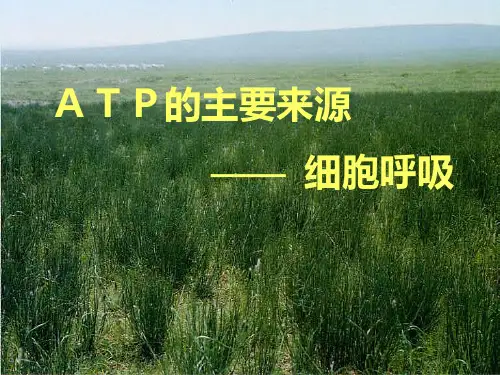 人教版高中生物必修一件：第五章第3节《ATP的主要来源——细胞呼吸》(共42张PPT)