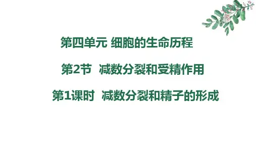2025届高三生物一轮复习课件：减数分裂和受精作用课件