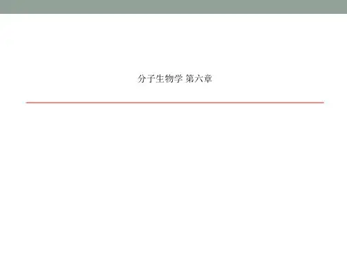 分子生物学 第六章