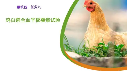 鸡白痢全血平板凝集试验课件(共13张PPT)《猪鸡生产》