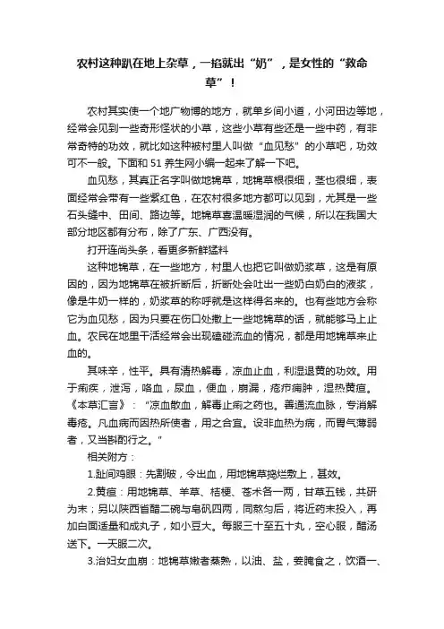 农村这种趴在地上杂草，一掐就出“奶”，是女性的“救命草”！