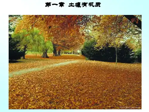 第4章土壤有机质