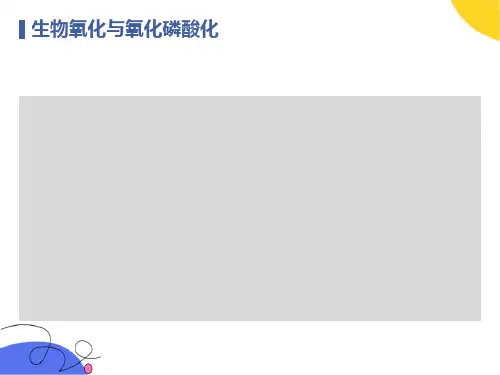 生物氧化与氧化磷酸化