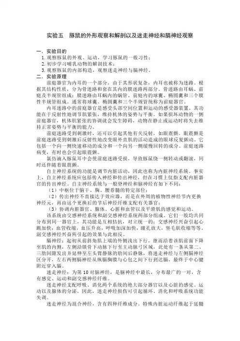 实验五  豚鼠的外形观察和解剖以及迷走神经和膈神经观察