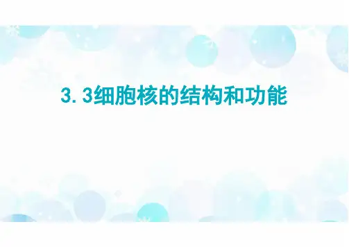 3.3细胞核的结构和功能- 课件-高一上学期生物人教版(2019)必修1