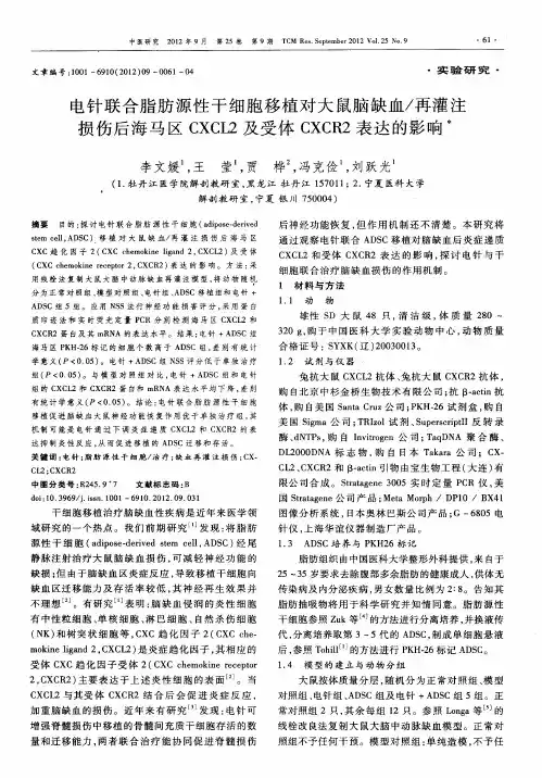 电针联合脂肪源性干细胞移植对大鼠脑缺血／再灌注损伤后海马区CXCL2及受体CXCR2表达的影响