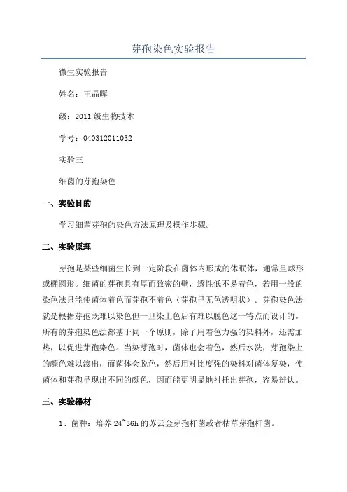 芽孢染色实验报告