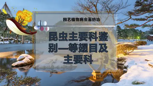 昆虫主要科鉴别—等翅目及主要科