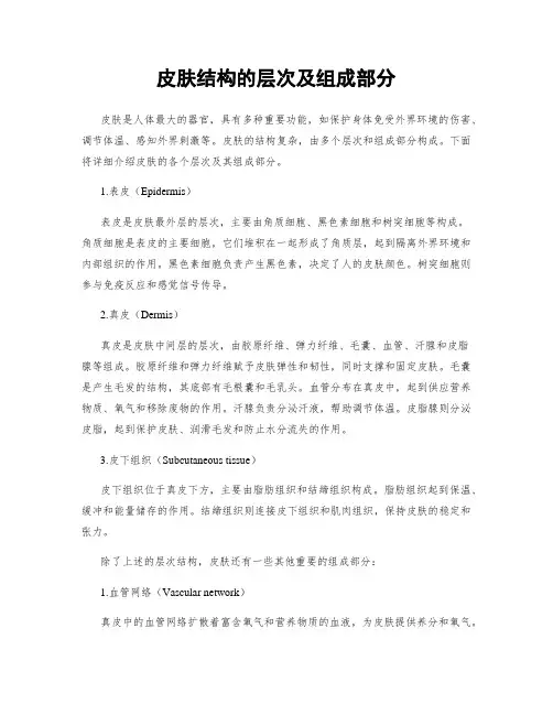 皮肤结构的层次及组成部分