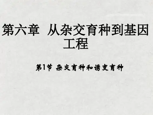 高中生物必修二第六章《从杂交育种到基因工程》PPT课件
