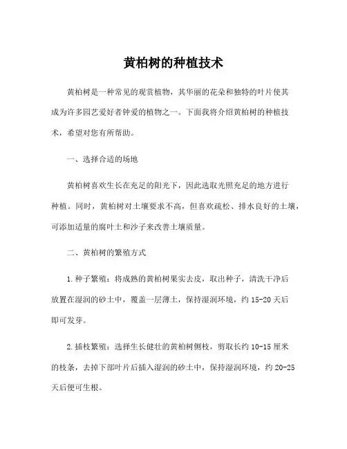黄柏树的种植技术