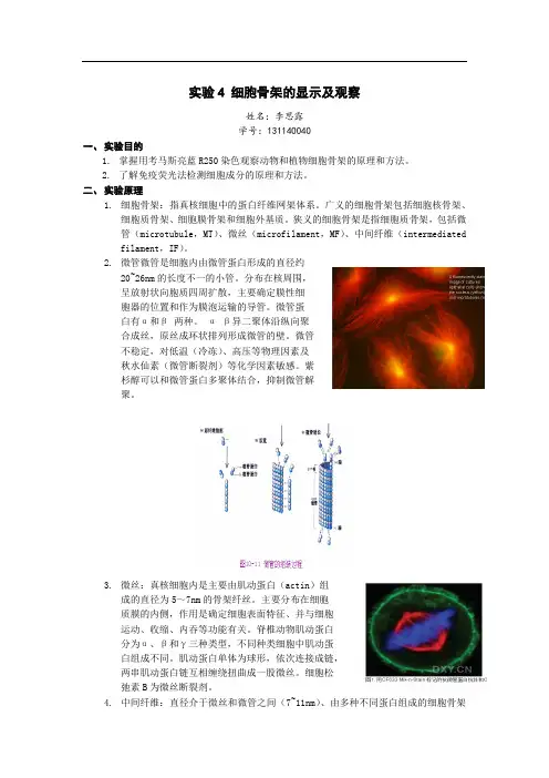 实验 细胞骨架的显示及观察