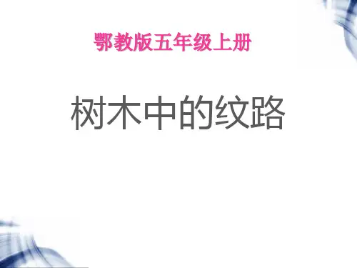 《树木中的纹路》走进树林(最新)ppt2