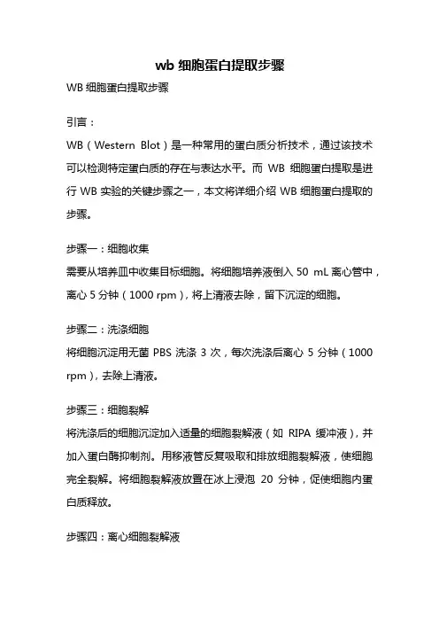 wb细胞蛋白提取步骤