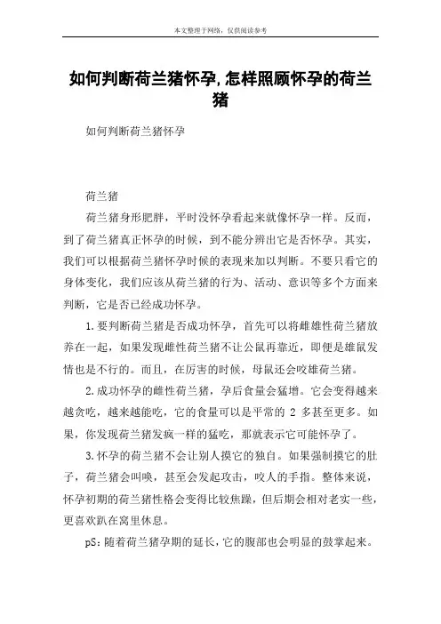 如何判断荷兰猪怀孕,怎样照顾怀孕的荷兰猪
