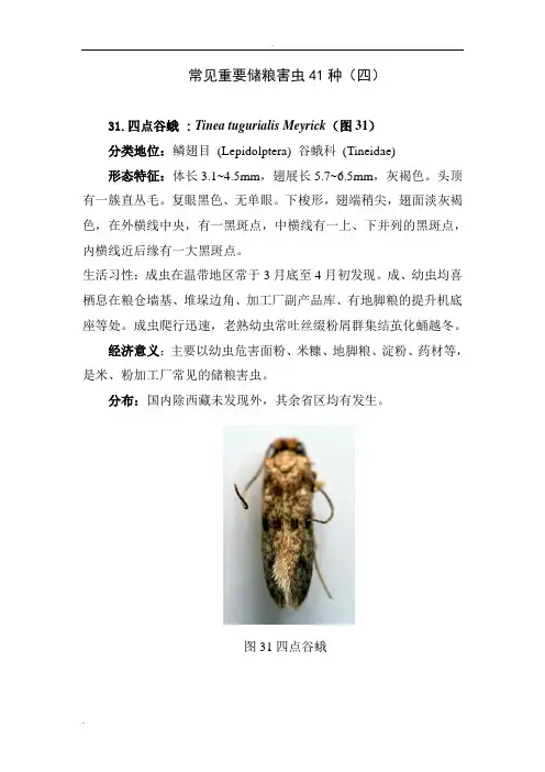 常见重要储粮害虫41种(四)