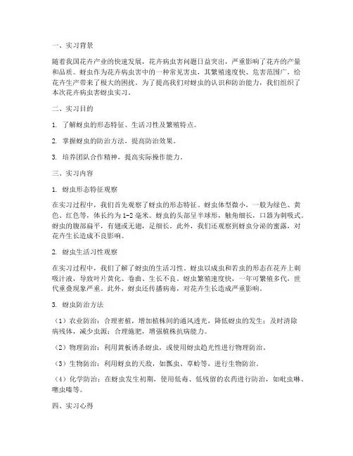 花卉病虫害蚜虫实习报告