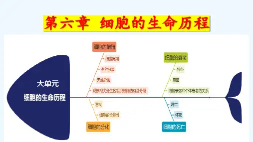 6.1 细胞的增殖(第三课时)-高一生物上学期同步课件(人教版2019必修1) __1