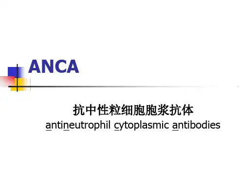抗中性粒细胞胞浆抗体.ppt
