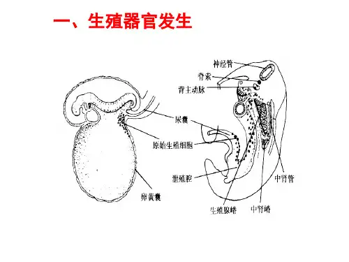 第一章动物生殖器官名师编辑PPT课件