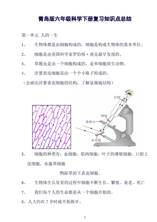 (完整word版)青岛版六年级下册科学(全册)知识点总结及试题、实验设计(良心出品必属精品)
