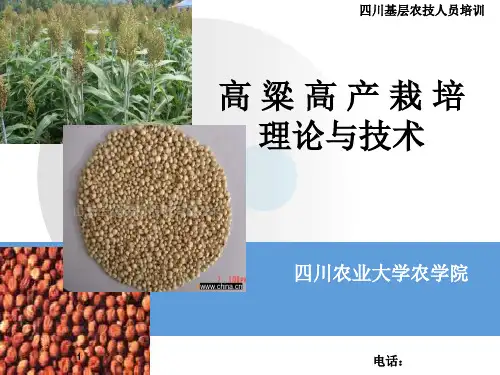 《高粱高产栽培技术》PPT课件