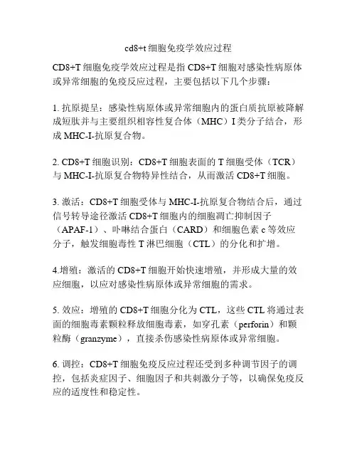 cd8+t细胞免疫学效应过程