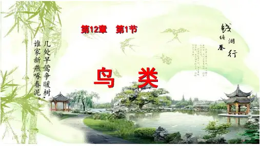 苏科版七年级下册第12章  第1节鸟类 课件(共47张ppt)