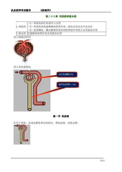 执业药师考试-药理学《利尿药和脱水药》详细复习知识点