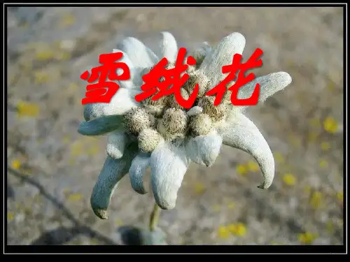 《雪绒花》PPT课件