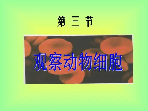 七年级生物观察植物细胞4