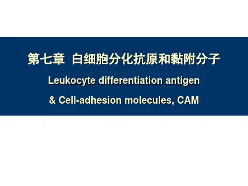 7 白细胞分化抗原