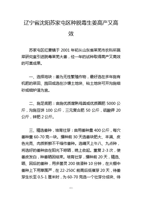 辽宁省沈阳苏家屯区种脱毒生姜高产又高效