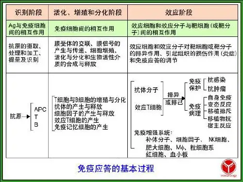 抗体介导的体液免疫应答课件
