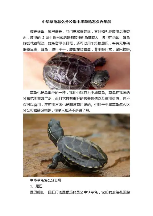 中华草龟怎么分公母中华草龟怎么看年龄