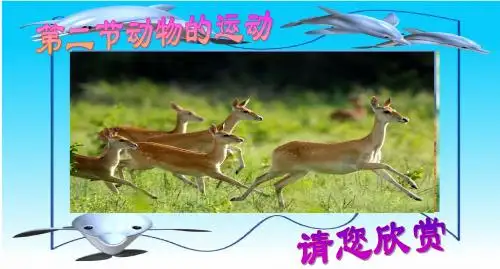 人教版八上第二章第一节动物的运动(共27张PPT)