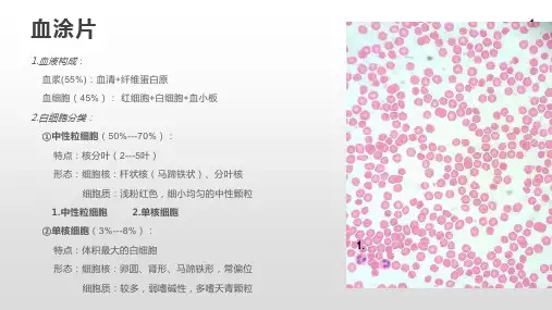 组胚实验PPT