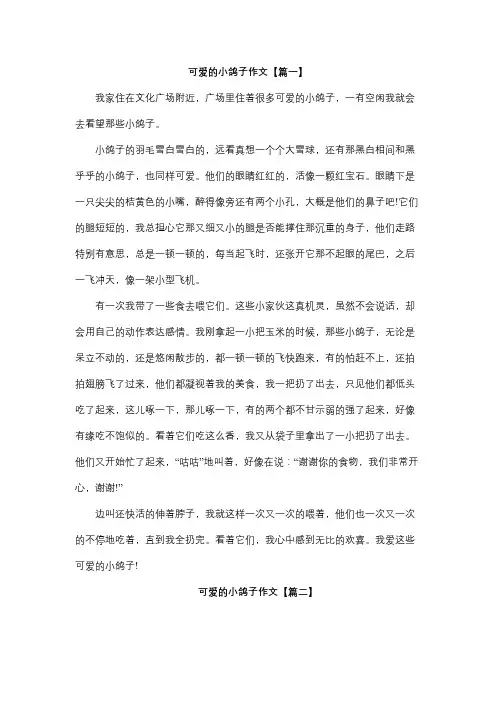 可爱的小白鸽作文