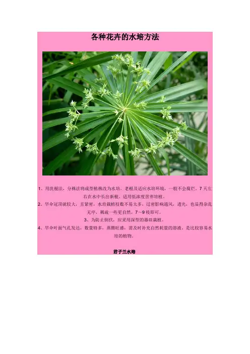 各种花卉的水培方法