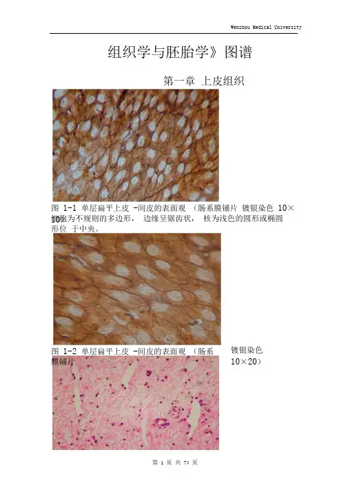 《组织学与胚胎学》全套图谱详细版