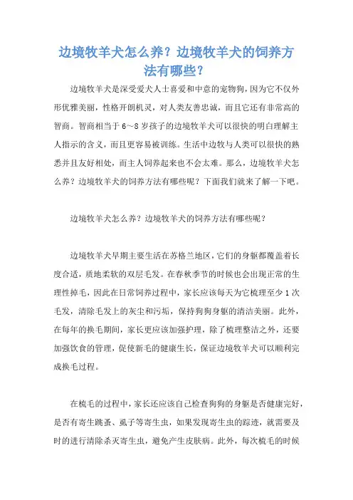 边境牧羊犬怎么养？边境牧羊犬的饲养方法有哪些？