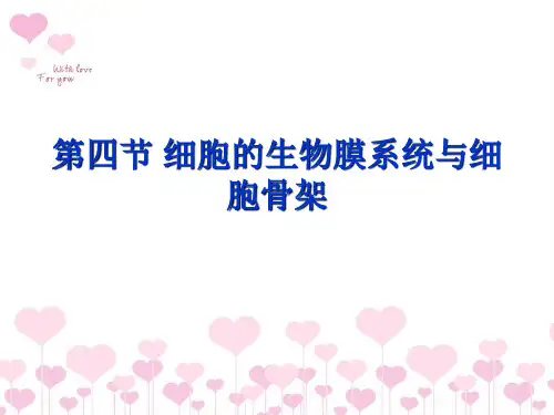 高中生物必修1第3章第4节细胞的生物膜系统与细胞骨架