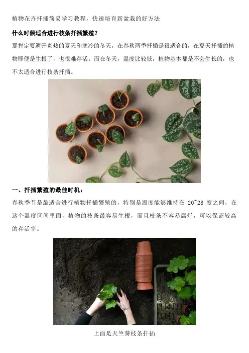 植物花卉扦插简易学习教程,快速培育新盆栽的好方法